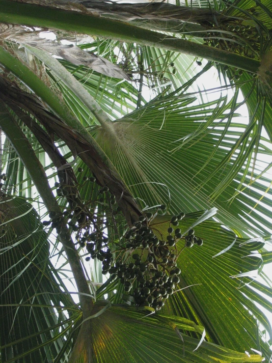a large cluster of fruits hanging from the nches of a palm tree