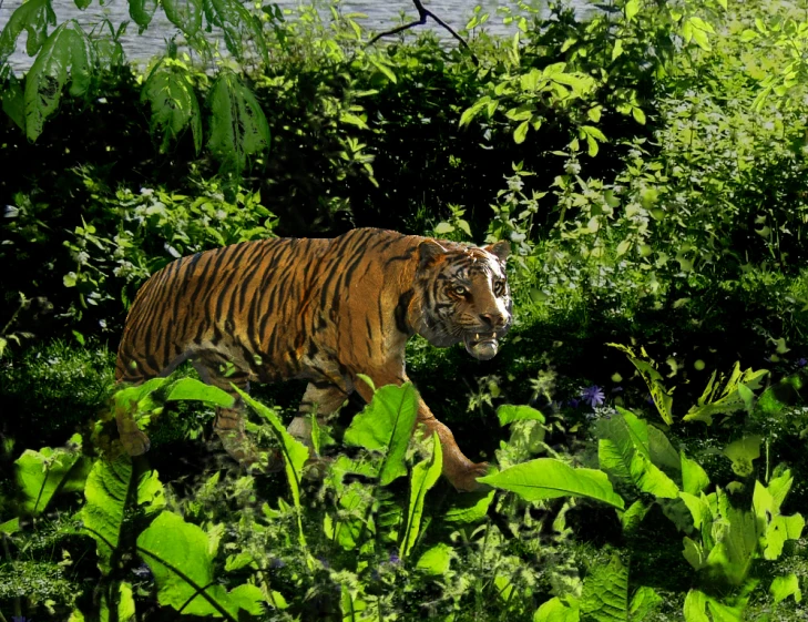 a tiger walking through the woods near plants