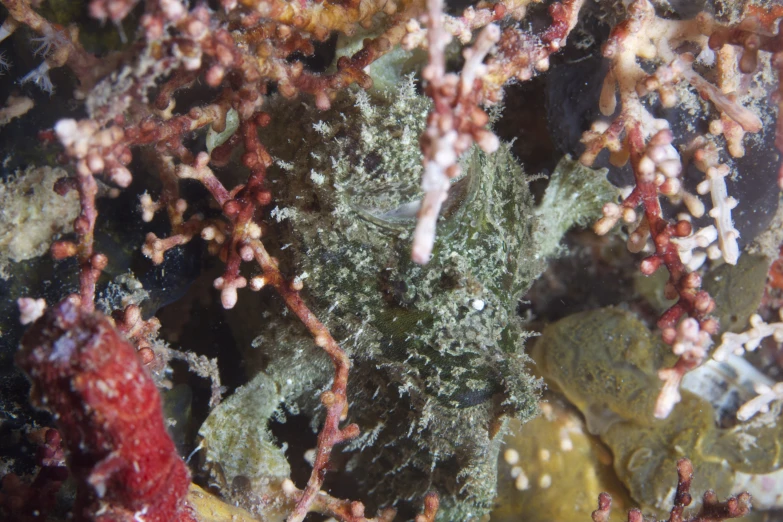 a sea weed growing on rocks surrounded by small moss