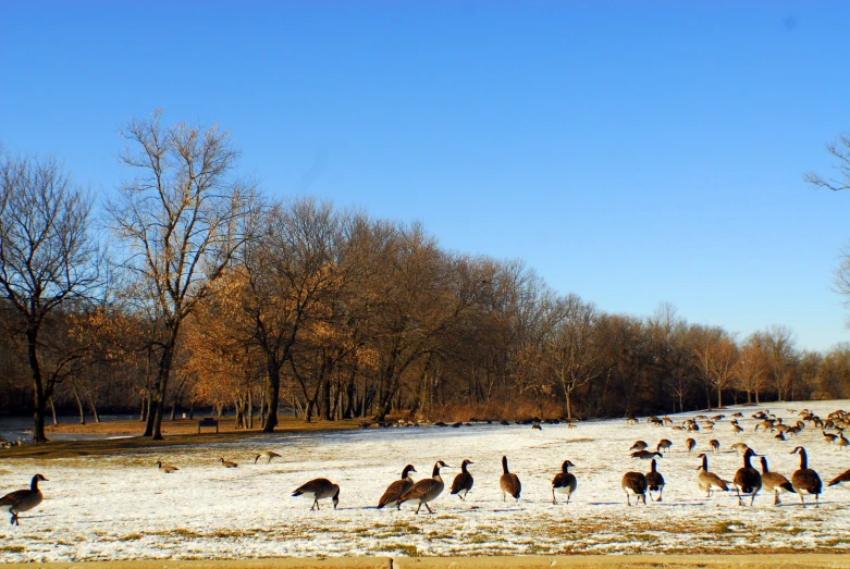 geese are in a snowy field near many trees