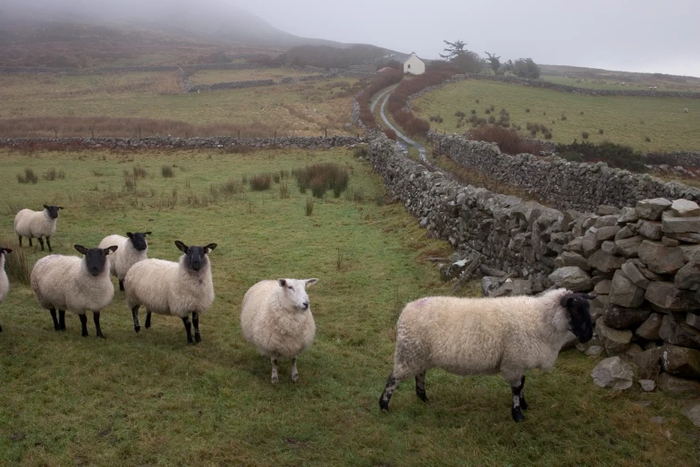 several sheep in a grassy field in front of a stone wall