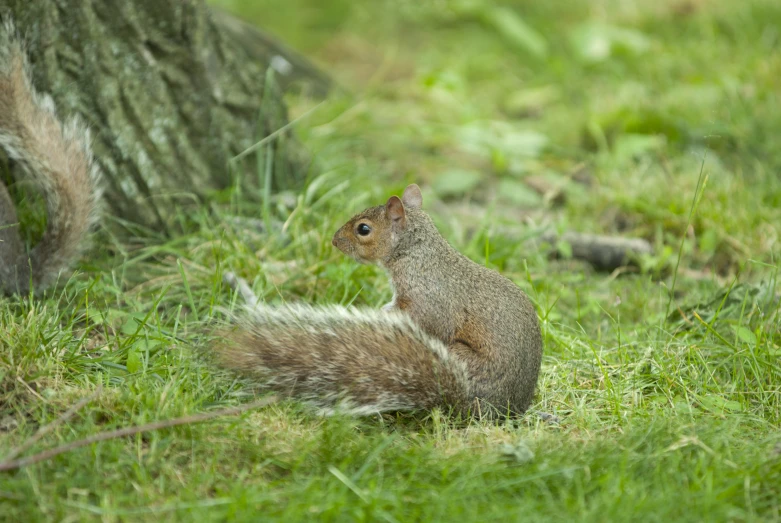 a squirrel sitting in the grass with its tail hanging out