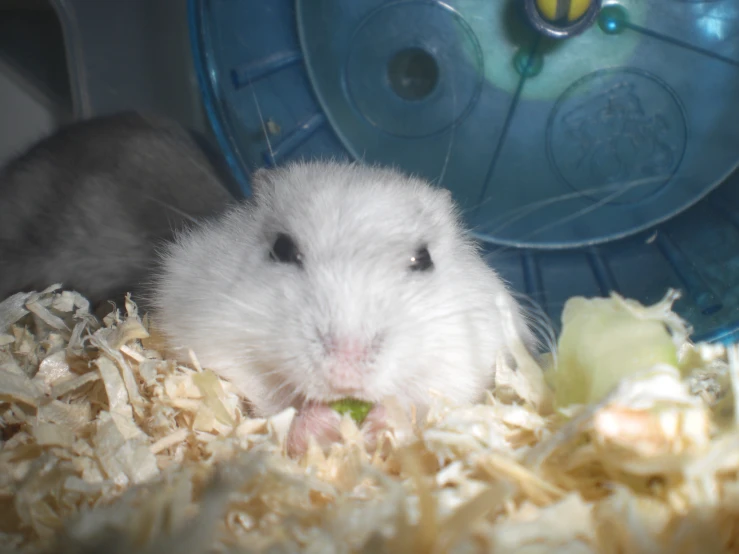 a small mouse eating food while in a cage