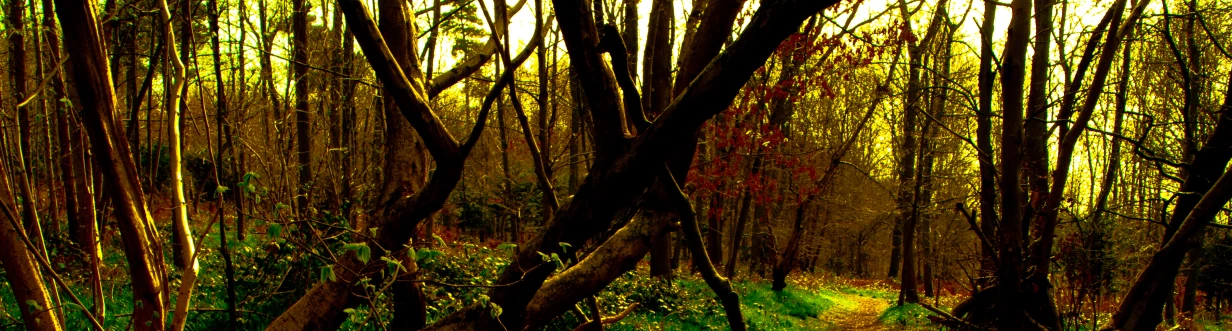 a trail in the woods surrounded by tall, thin trees