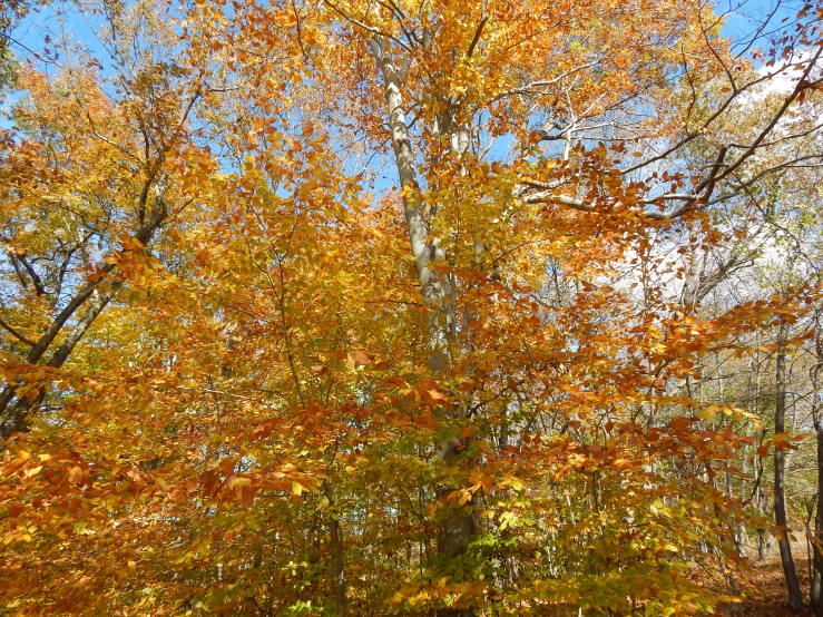 a lone bench in the autumn under the tall tree