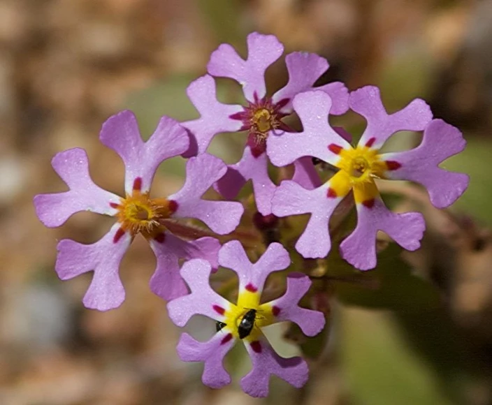 several small purple flowers sitting on a plant