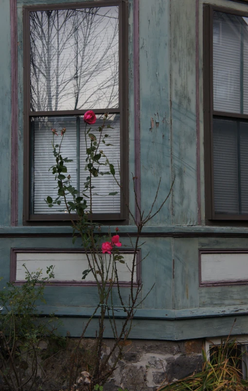 an old, blue painted building with broken windows, and flowers in front of it