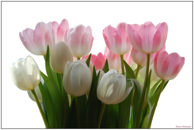 a bunch of pink and white flowers are in vases