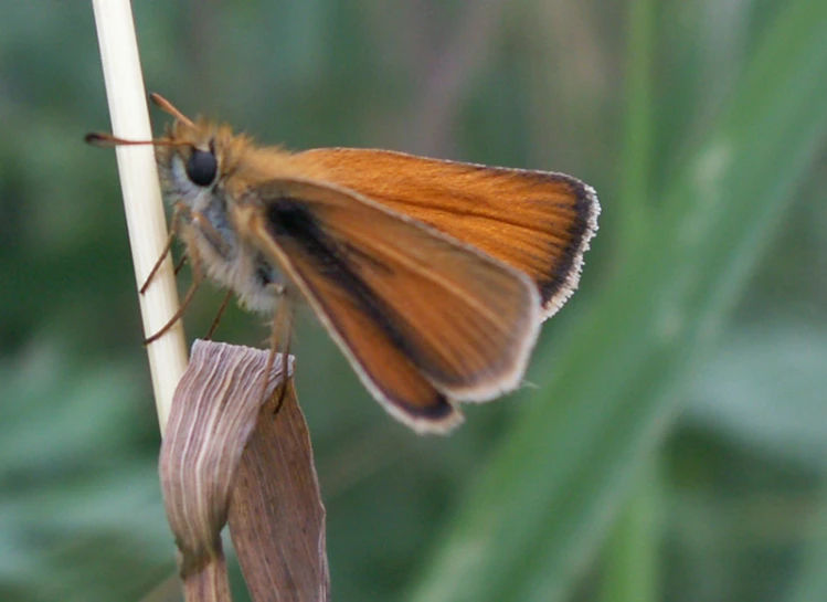 a erfly sits on top of a tall stalk