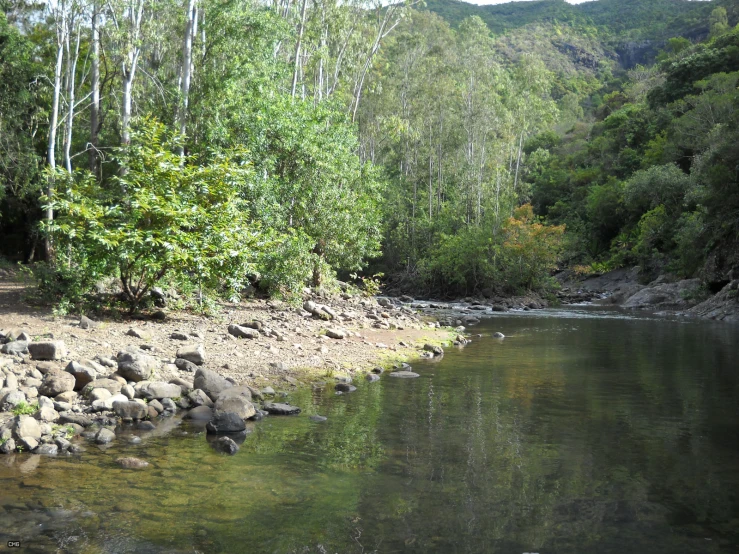 a river surrounded by trees and a forest