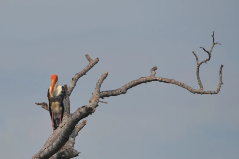 two different kinds of birds sitting on tree nches