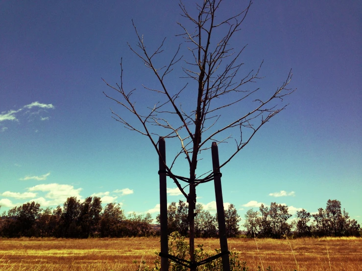 an unusual tree is in the middle of a field