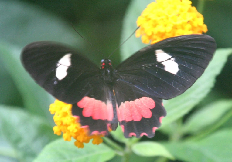 an orange, black and white erfly sitting on yellow flowers