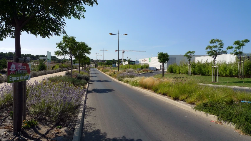 street with weeds, trees and flowers lined with grass