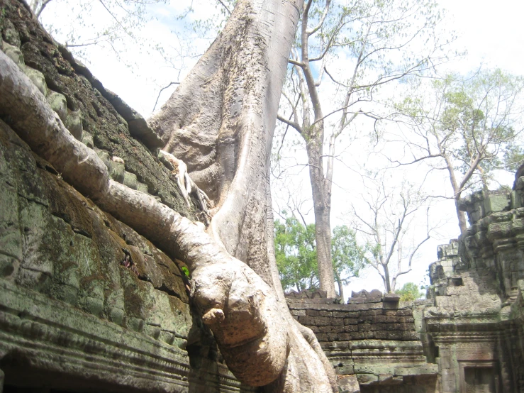 an intricate tree growing in the corner of a building