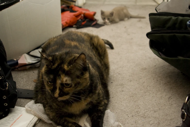 three cats lay down in a cluttered room