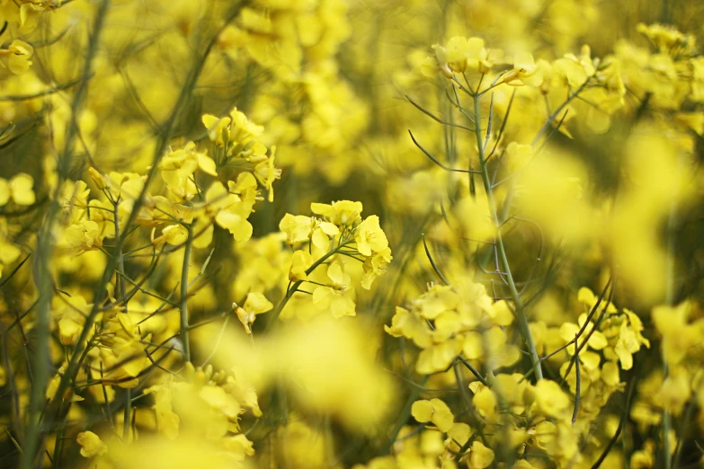 some pretty yellow flowers are in a field