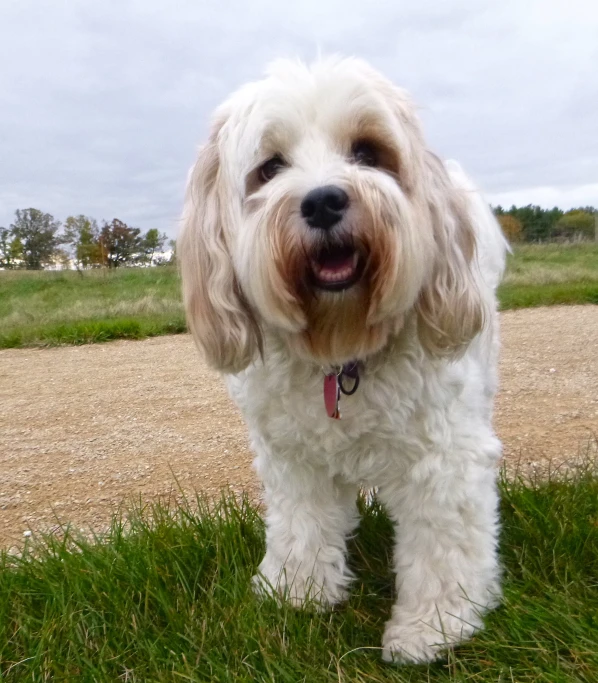 a white dog standing on a field full of green grass