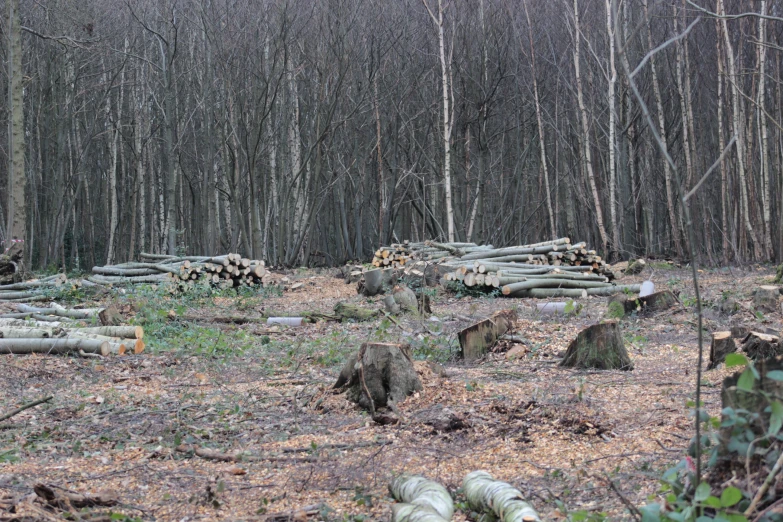 an image of the wood in the woods