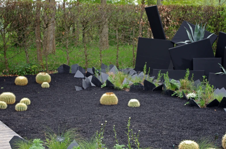 the black garden has a variety of cactuses in it