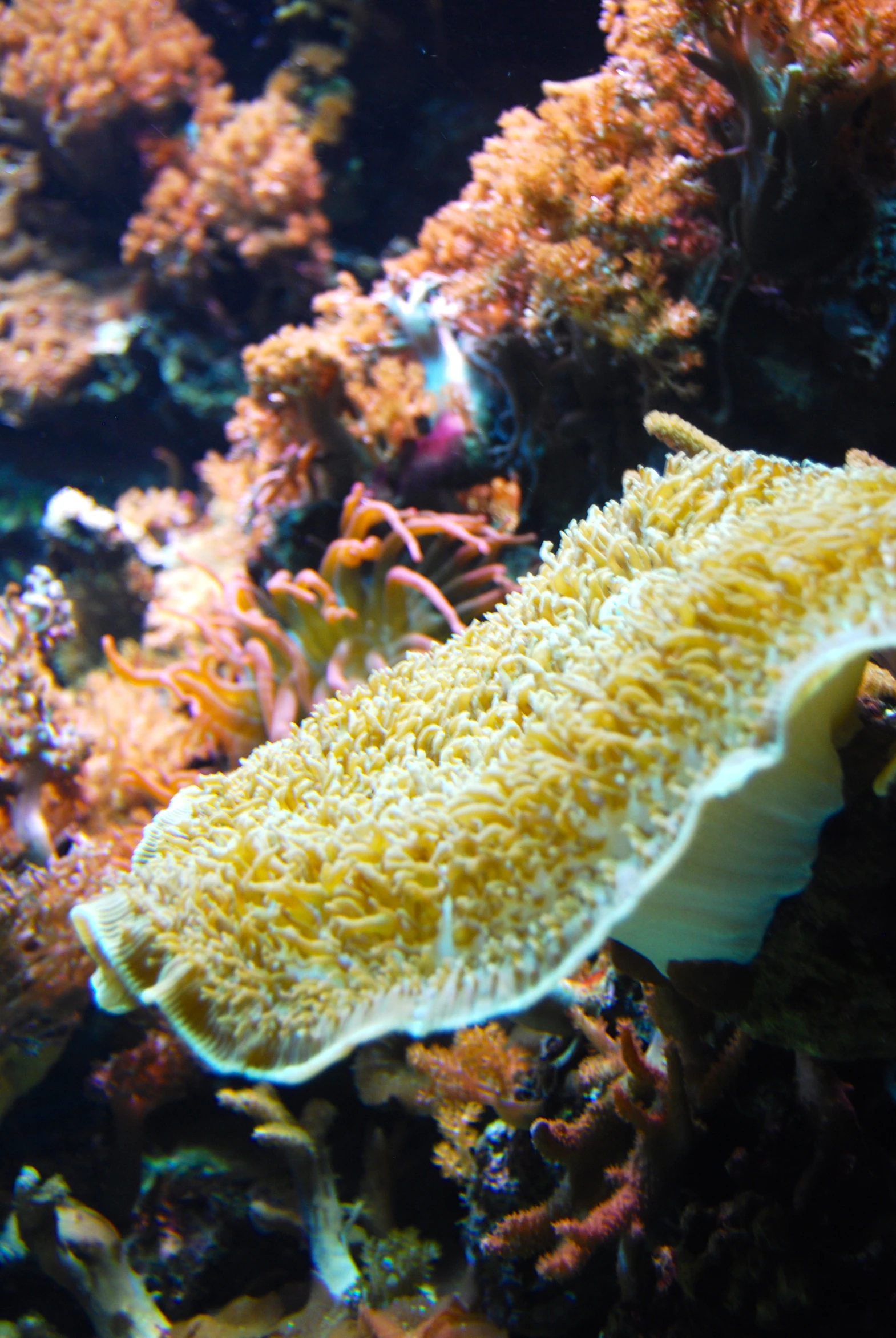 an orange coral with very small holes in the center