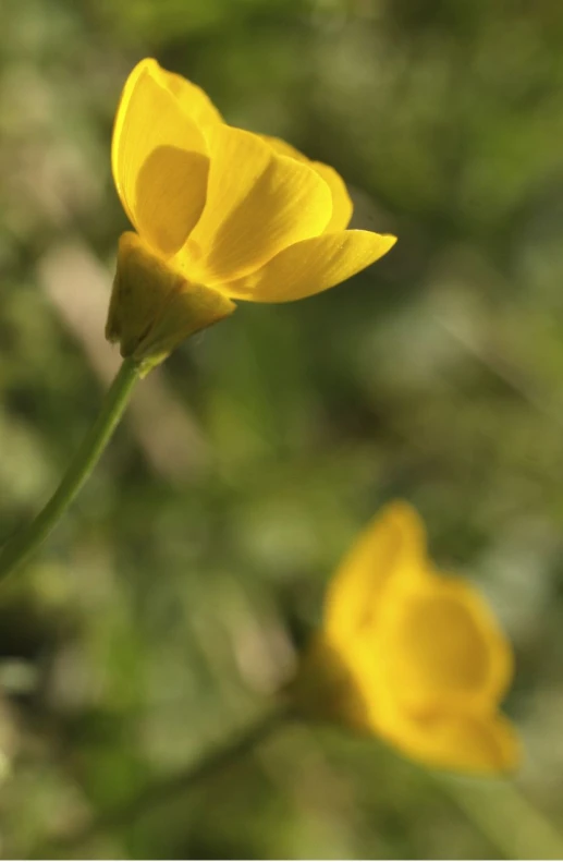 a single yellow flower in front of some leaves