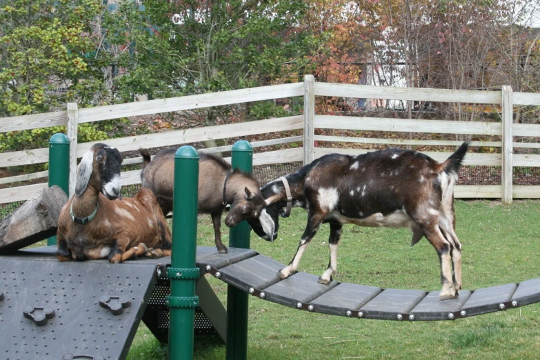 there are goats that are on the small playground