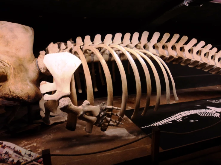 a skeleton with a black face sitting on display