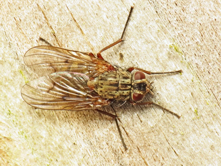 a close up of a fly on top of a wooden table