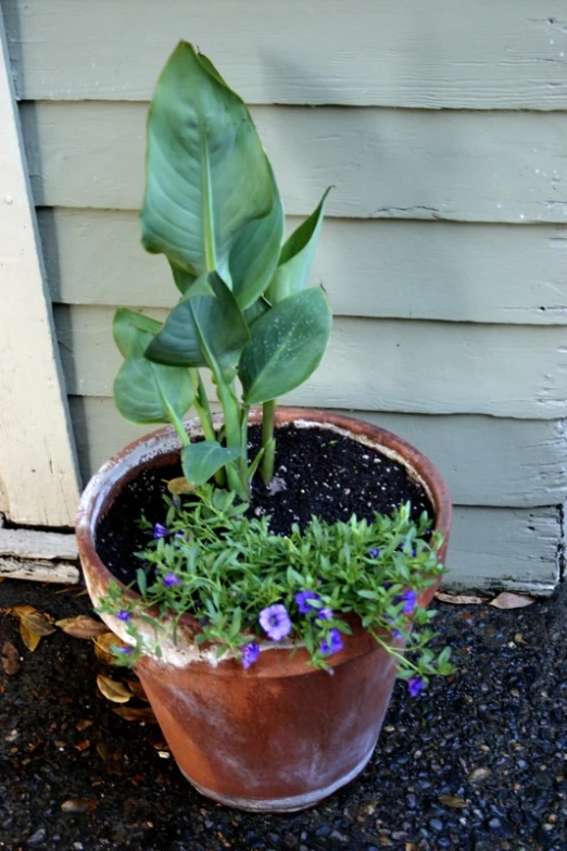 purple flowers sit in the bottom half of an old pot