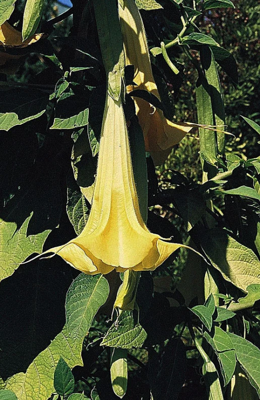 an extremely bright yellow flower on the end of a tree