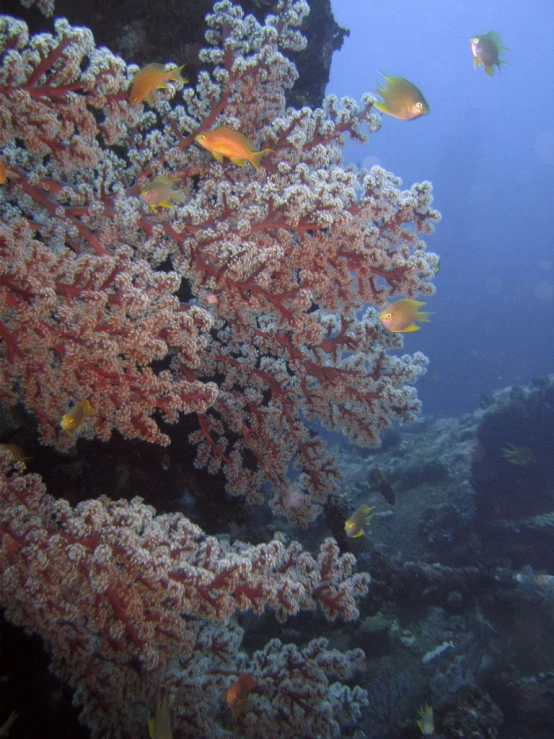 an underwater scene with small yellow fish on the reef