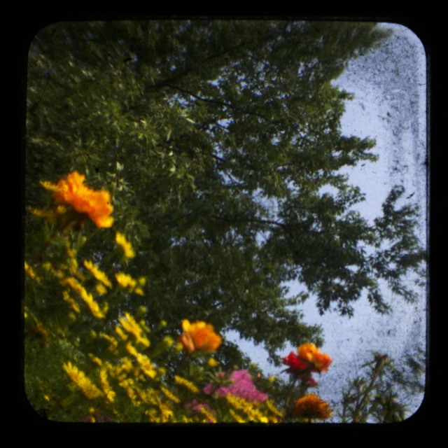 the trees and flowers against the sky have been taken from ground level