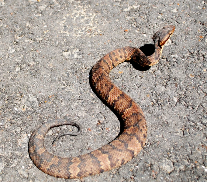 a snake that is laying on the ground