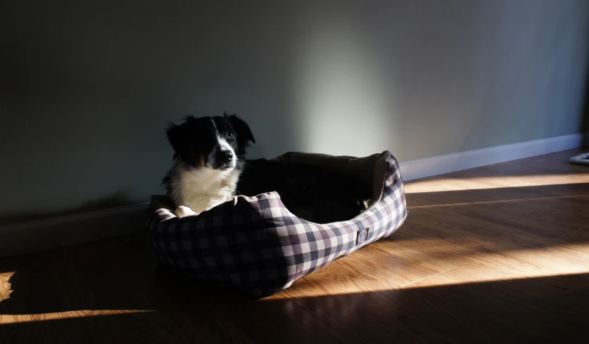 a small black and white dog inside a small pet bed