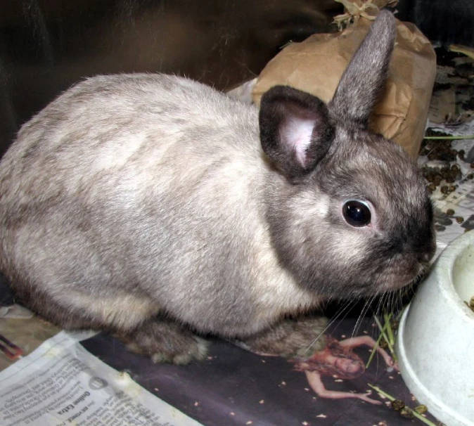 a small grey bunny next to a dish of food