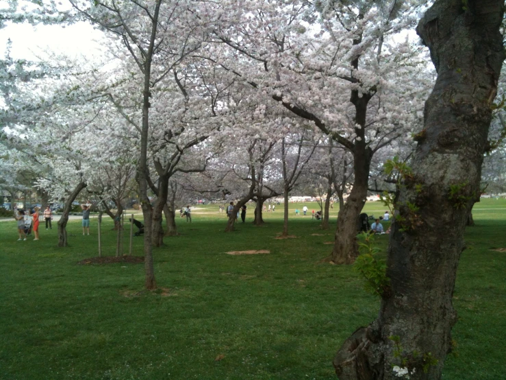 trees that are in the grass and with people