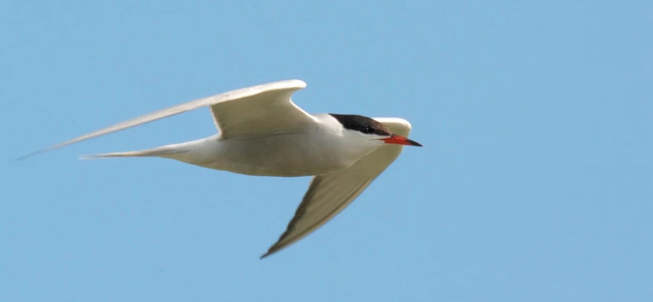 a black and white bird flies through the sky