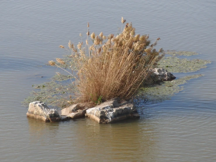 a lake with rocks and plants by the water