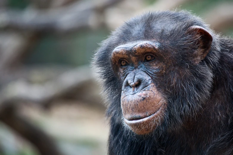 a monkey with brown fur looks off into the distance