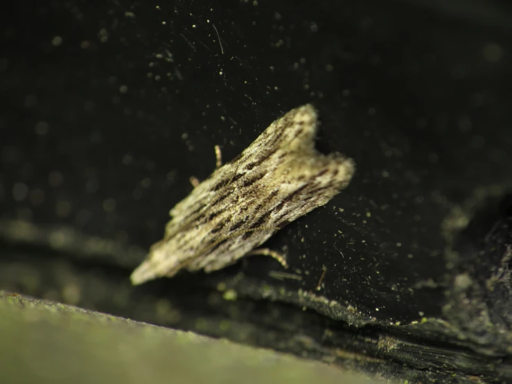 a small insect is crawling along on top of a surface