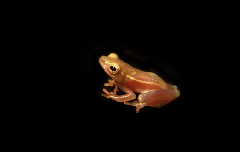 a picture of a small frog on a dark surface