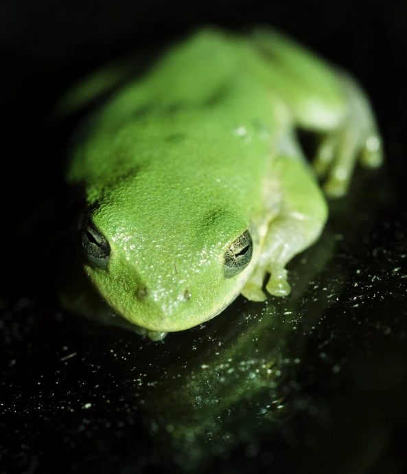 the face and body of a green frog