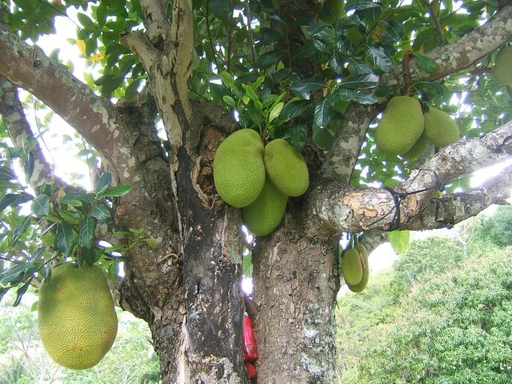 fruit hanging from the leaves of an unripe tree