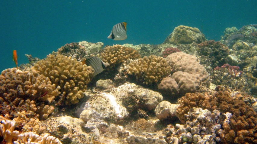 a group of colorful corals on the ocean floor