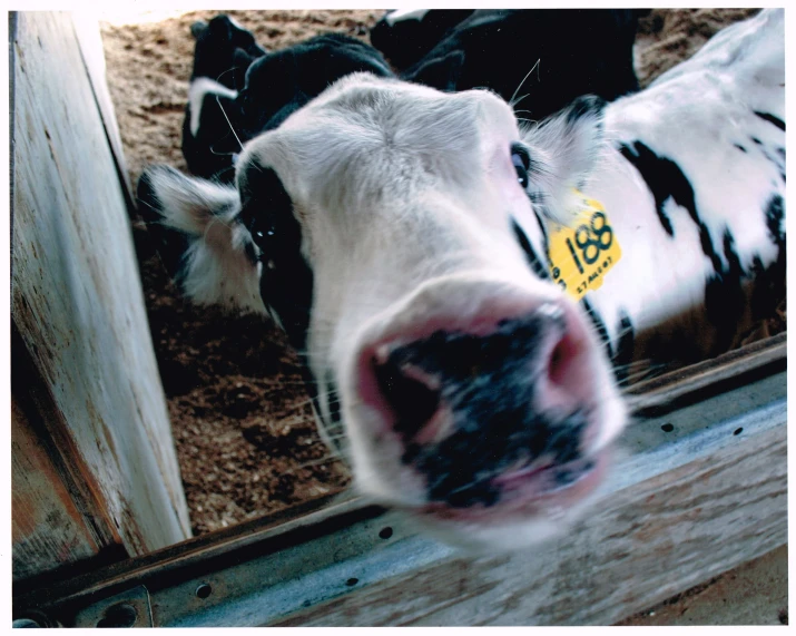 this is a cow standing in a pen looking at its own