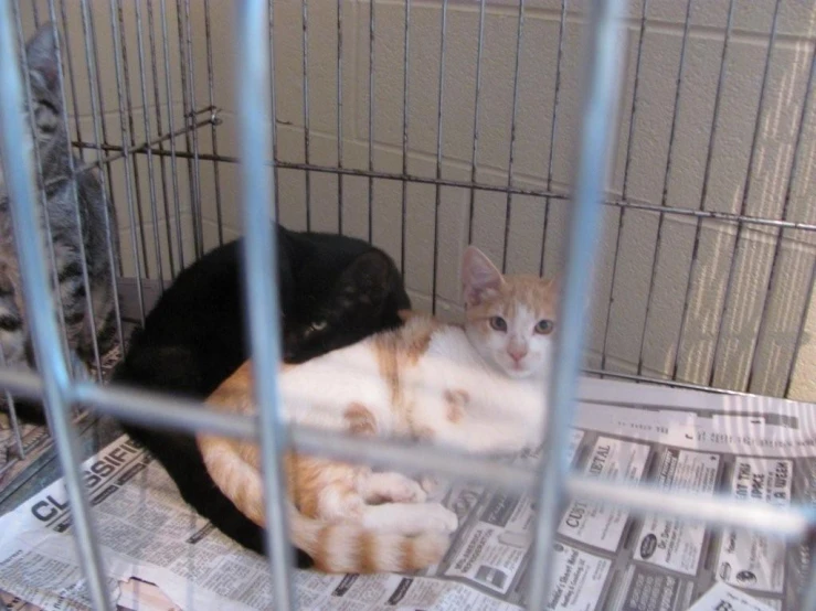 two cats cuddle close to each other while in a cage
