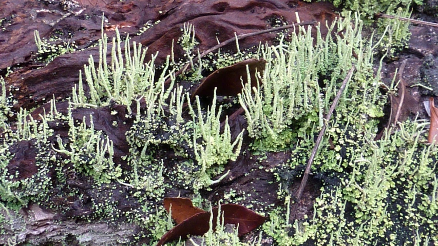 a plant growing out of the ground and its root protruding