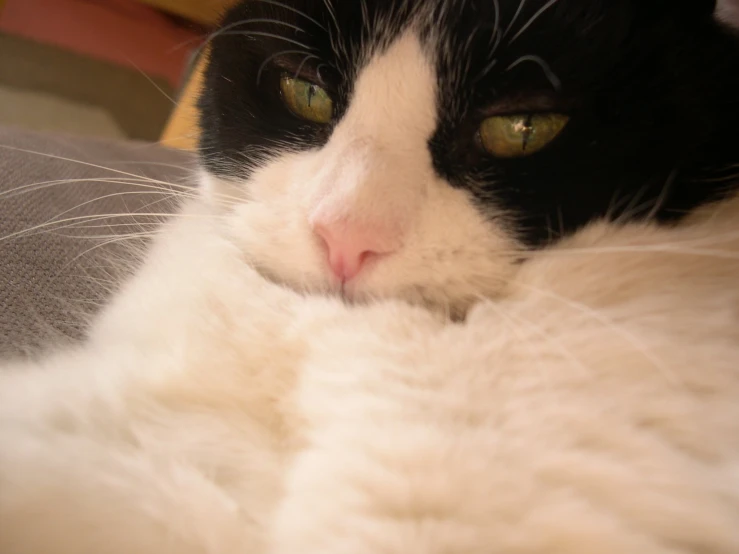 a close up of a cat on the floor