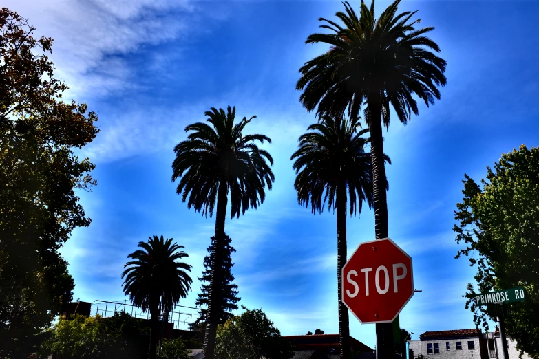 a stop sign surrounded by palm trees and a building